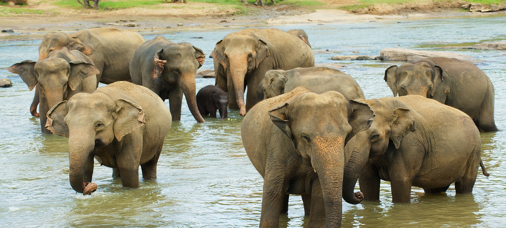 Elephants in the Maha Oya River Pinnawala Elephant Orphanage