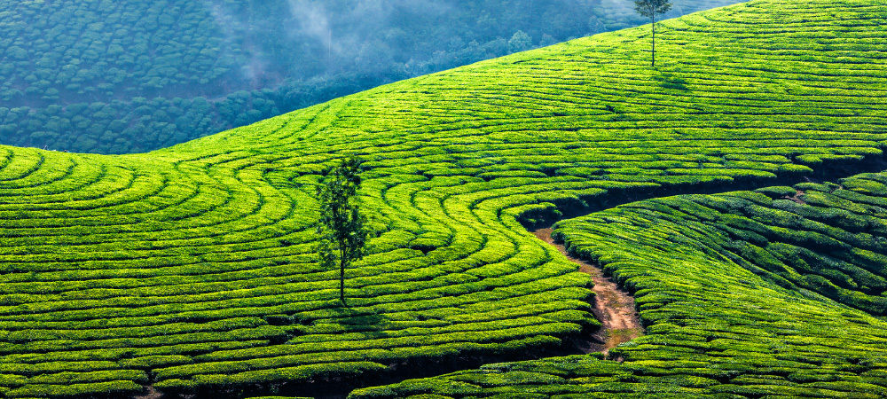 Panorama of Green Tea Plantations in Munnar, Kerala, India