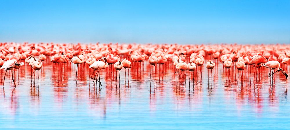 African Flamingos