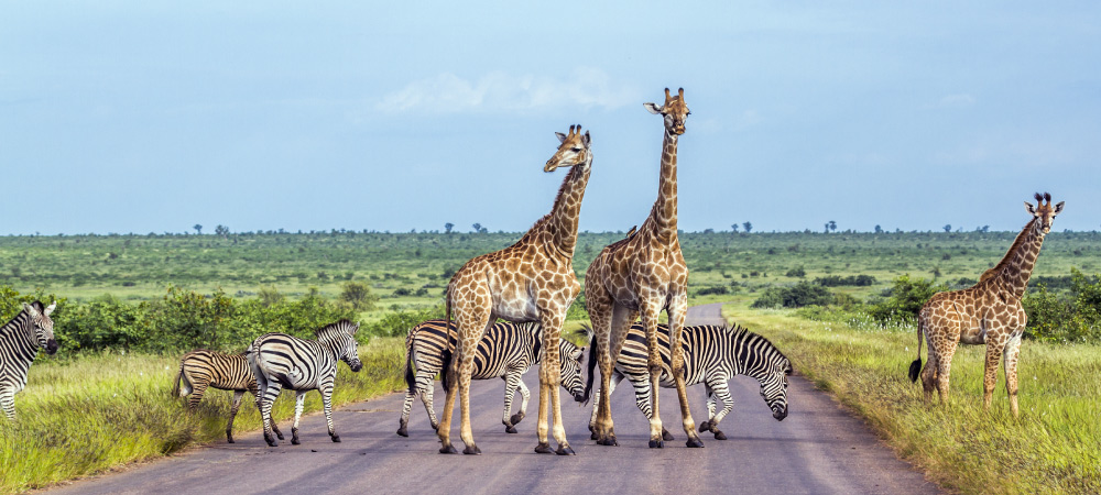 Giraffe in Kruger national park in South Africa