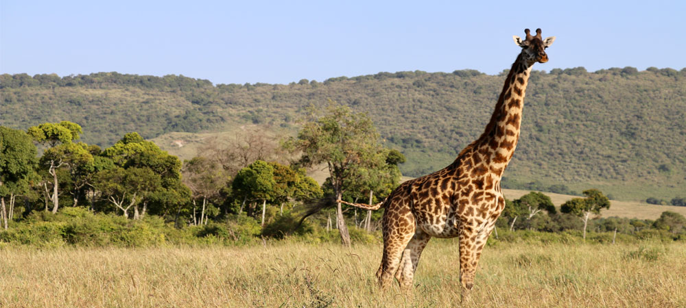 African Wildlife Exploration