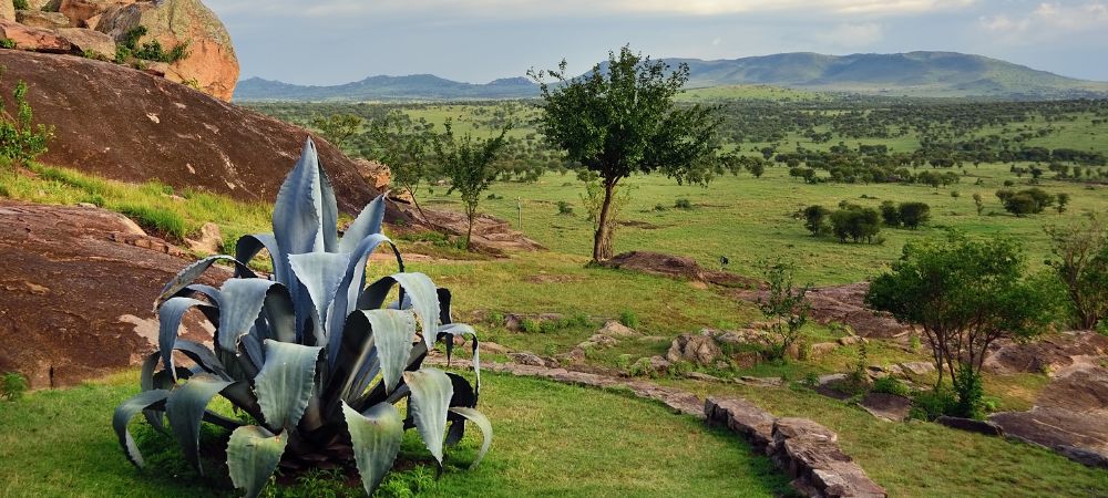 Lake Manyara National Park Tan