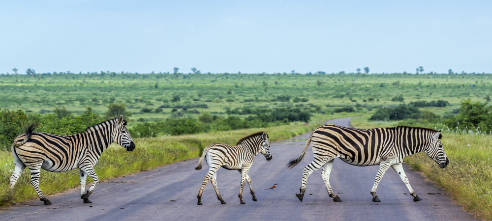 Plains zebra in Kruger national park in South Africa