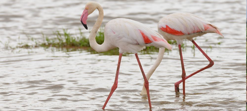 closeup of a group of Flamingo