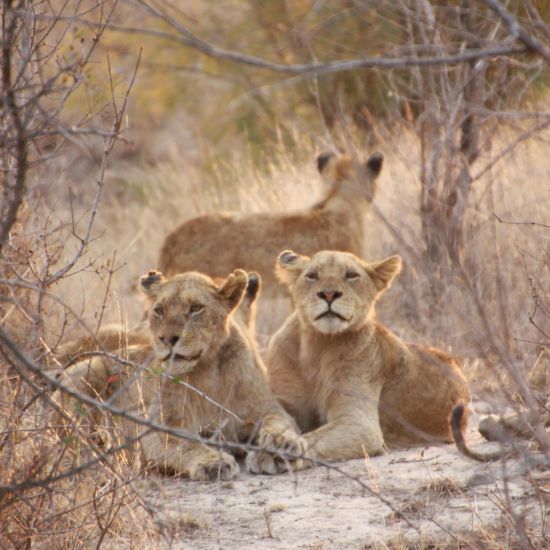 Highlights Of South Africa