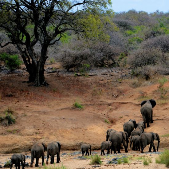 Kruger National Park
