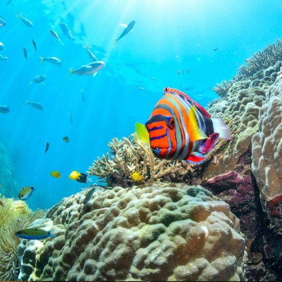 Great Barrier Reef
