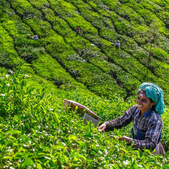 Munnar India