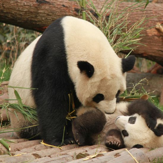 Giant Pandas