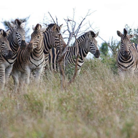 Kruger National Park