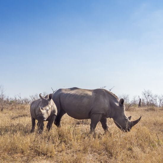 Kruger National Park