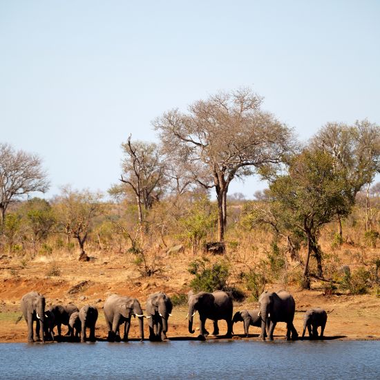 South Africa Wildlife